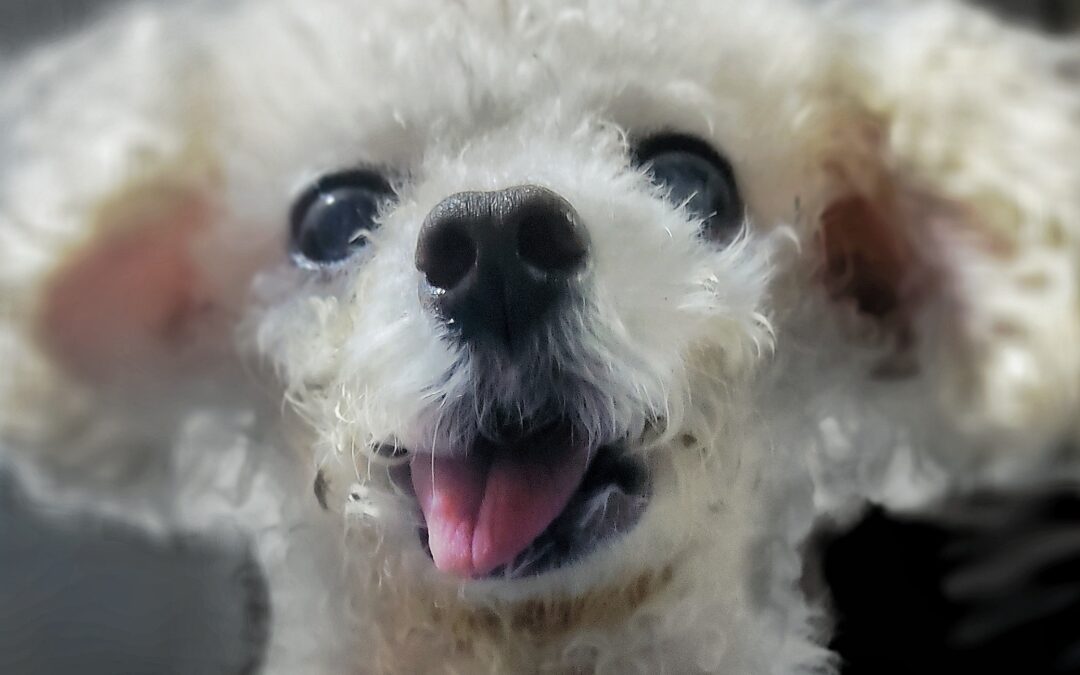 洪雪宁